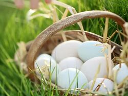  MS Shot of Young ladies hand lifts rustic basket from grass / London, United Kingdom  Stock Footage