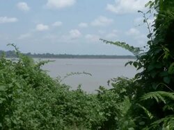 Brazilian Amazon River view from the forest - Tilt CAM Stock Footage
