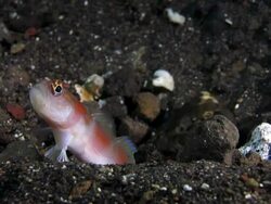 Marine goby lives with shrimp Stock Footage