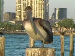 Urban Pelican Stock Footage