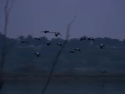 European Cranes (Grus grus) in flight and landing on lake shore, North East Extremadura in Dehesa. Stock Footage