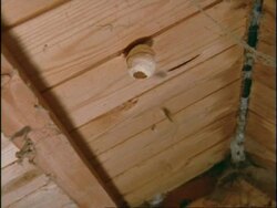 MWA Common Wasp (Vespula vulgaris) constructing paper nest on shed roof, England Stock Footage