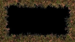 Mossy roots grow into a frame around a black background; white roots grow into a frame around a black background. Stock Footage