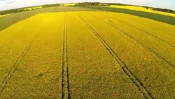 Rapeseed field areal view Stock Footage
