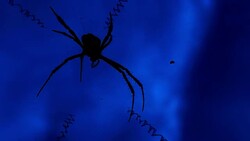 Close up of spider on web against blue sky Stock Footage