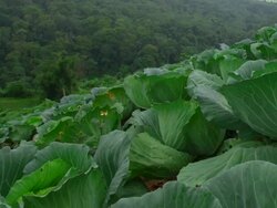 Cabbage Stock Footage