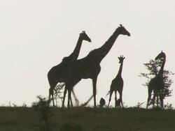  WS Giraffes, gazelle's and wildebeasts walking in plain / Tanzania Stock Footage