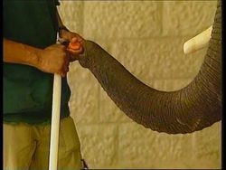 ISRAEL: BIBLE ZOO HOLDS POPULARITY POLL News Clip