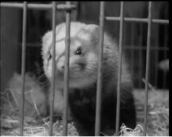 THEY ALL BROUGHT PETS! News Clip