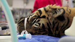 VOICED : Chequeo de salud a tigre de Sumatra News Clip