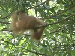  MS Young orang moving in tree / Bukit Lawang, North Sumatra, Indonesia Stock Footage