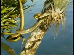 MS snake flicks tongue hanging down from tree, water background Stock Footage