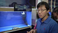 Rare and expensive pet fish on show in Taipei News Clip