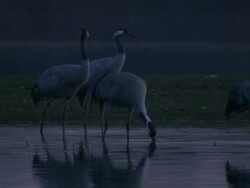 European Cranes (Grus grus) standing in water, drinking and feeding, close up, Dehesa, Extremadura, Spain Stock Footage