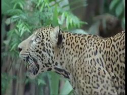 MCU Pan left, Jaguar walking and looking upwards, South America Stock Footage