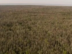   WS AERIAL View of Bull Neck Swamp Research Forest / North Carolina, United States Stock Footage