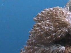 Xenia Pulsing Soft Coral feeding in current, shoaling fish in background, Southern Visayas, Philippines Stock Footage