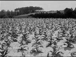 1942: UNITED STATES TOBACCO FARM: WS Tobacco field w/ young plants FG, land behind shrubs possibly continuation of crop, or neighbors farm, field.  No People, USA. Instructional Video