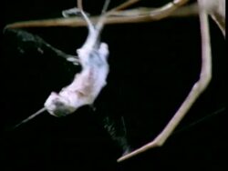 Net-casting Spider (Dinopis) & Ant, wrapping up live ant in silk, Australia Stock Footage