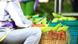 Farmer Peeling Corncobs Stock Footage