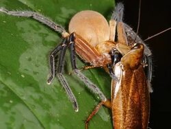 Giant Crab Spider (Sadala sp. family Sparassidae) Stock Footage