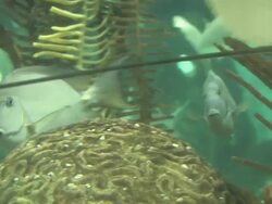 Busy coral 5 - HD 1080/30F Stock Footage