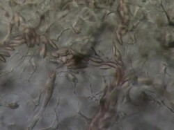 Track across Network of capillaries in tail of Toad tadpole.. Olympus BH-2 microscope Olympus S-Plan 20x objective with 2.5x photoeyepiece. Differential Interference Contrast. Shutter speed 1/1000 second. Horizontal field of view 700 micrometres. Stock Footage