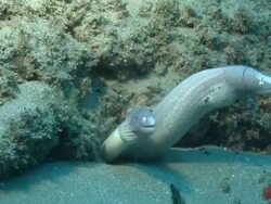 MS POV Geometric moray eels semi-emerged and observing from hole under rock / Matola, Maputo, Mozambique Stock Footage