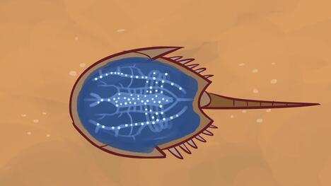 TED-ED: Why do we harvest horseshoe crab blood? - Elizabeth Cox