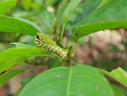Caterpillars Stock Footage
