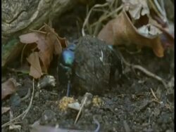MS Dung beetles rolling dung ball, Bandhavgarh National Park, India Stock Footage