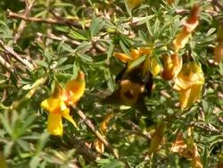 Collecting Nectar and Pollinating. Stock Footage
