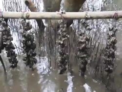 oyster farm Stock Footage