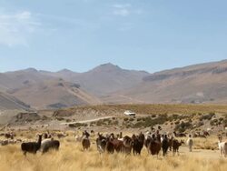 Mid of large group of Llamas in field, with mountain range in b/g, Bolivia Stock Footage