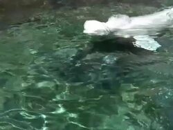 Beluga 6 - HD 1080/60i Stock Footage