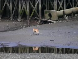 MS TS Dog walking near house supported by pillars in low tide / Castro, Isla Grande de ChiloÃŒÂ©, Chile Stock Footage