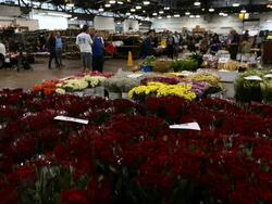 Sydney Flower Market Busy For Valentines Day Stock Footage