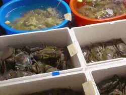 CU TU Shot of Fresh crabs and shrimp sold in Kowloon / Hong Kong, Special Administrative Region, China Stock Footage