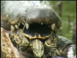 CU Terrapin struggling inside Alligators mouth, Brazos Bend State Park, Texas, USA Stock Footage