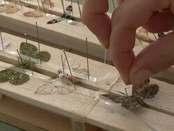 Pinning moth specimens to board, Danum Valley, Sabah, Malaysia, Borneo Stock Footage