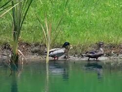 Mallards Walk the Shoreline Stock Footage