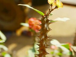CU TD SLO MO Shot of small yellowish flower and thick thorny stem / Mountain village near Muang Ngoi, Luang Prabang, Laos Stock Footage