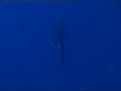 MS Great White Shark, Carcharodon carcharias, swimming around shark cages, Guadalupe Island, Pacific Ocean Stock Footage