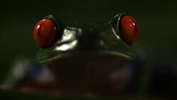 A red-eyed tree frog stares, blinks, and hops away. Stock Footage