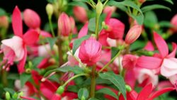 Fuchsia erige flowers blooming Stock Footage