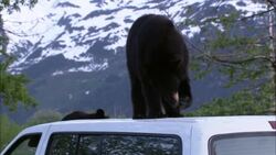 A black bear licks its paw while standing on the roof of a van. Stock Footage