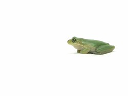 Walking Green Tree Frog Stock Footage