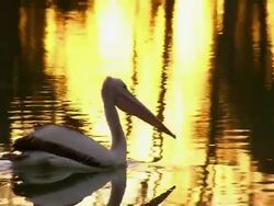 MS TS Pelican on water / Wentworth, New South Wales, Australia Stock Footage