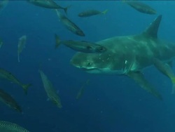 Medium pan-left - A great white shark swims through a school of fish. Stock Footage