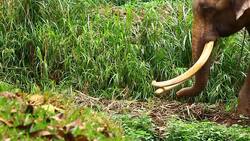 Asia elephant Stock Footage